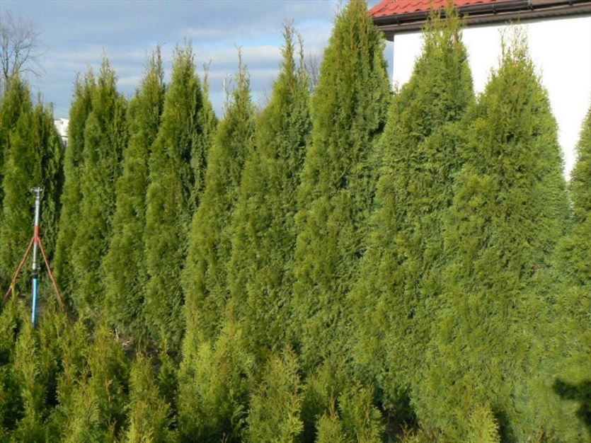 przyjazna Rolne, ogrodnicze gospodarstwa, Tuje Szmaragd Lublin. Gospodarstwo Andrzej Krzysiak, Kijany